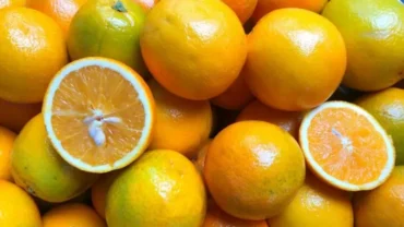 Ano se inicia com preço alto, mas menor demanda pressiona valor da laranja pera