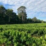 Balanço de Carbono da cafeicultura de RO é apresentado em eventos internacionais