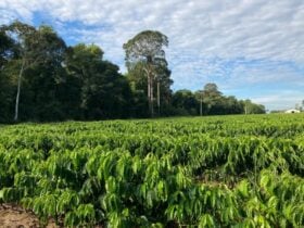 Balanço de Carbono da cafeicultura de RO é apresentado em eventos internacionais