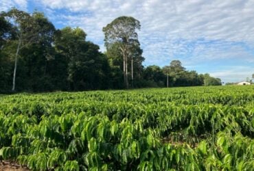 Balanço de Carbono da cafeicultura de RO é apresentado em eventos internacionais