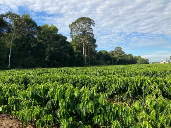 Balanço de Carbono da cafeicultura de RO é apresentado em eventos internacionais