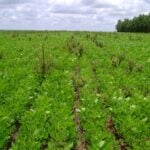 Bioherbicida à base de bactérias da Caatinga pode controlar planta invasora