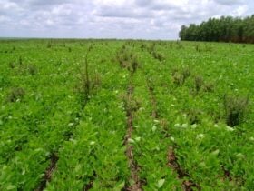 Bioherbicida à base de bactérias da Caatinga pode controlar planta invasora