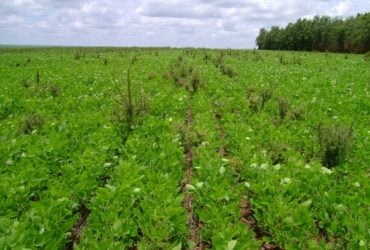 Bioherbicida à base de bactérias da Caatinga pode controlar planta invasora