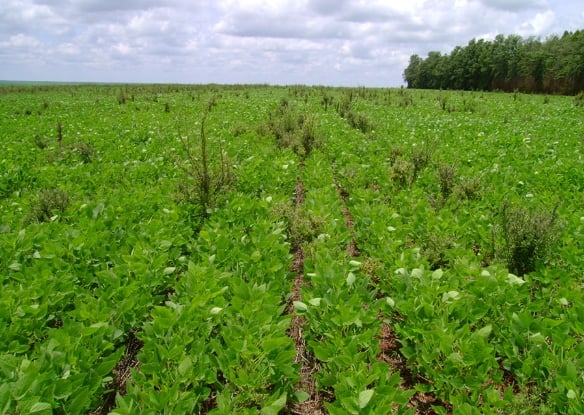 Bioherbicida à base de bactérias da Caatinga pode controlar planta invasora