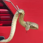 Captura de cascavel em Campo Verde mobiliza bombeiros