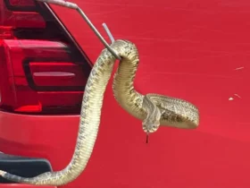 Captura de cascavel em Campo Verde mobiliza bombeiros