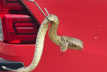 Captura de cascavel em Campo Verde mobiliza bombeiros