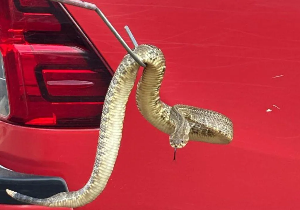 Captura de cascavel em Campo Verde mobiliza bombeiros