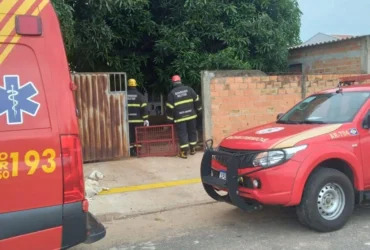 Bombeiros resgatam onça-parda em lavanderia em Nova Xavantina