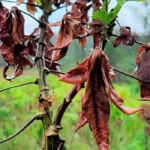 Brasil e Colômbia trocam experiências científicas sobre a vassoura de bruxa da mandioca