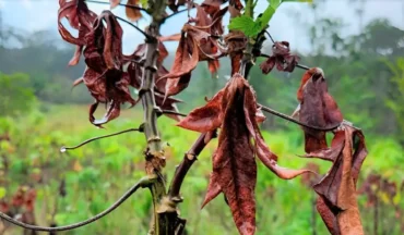 Brasil e Colômbia trocam experiências científicas sobre a vassoura de bruxa da mandioca