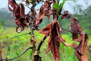 Brasil e Colômbia trocam experiências científicas sobre a vassoura de bruxa da mandioca