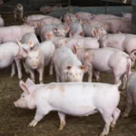 CNA discute situação da peste suína clássica