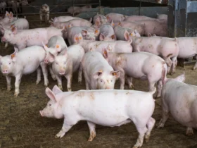 CNA discute situação da peste suína clássica