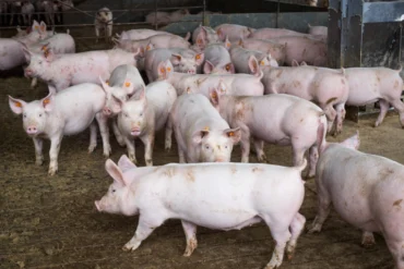 CNA discute situação da peste suína clássica