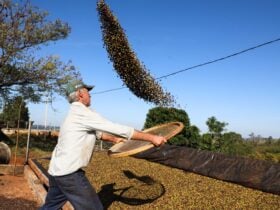Café e soja garantem as maiores margens do ano para produtores paranaenses, aponta Deral