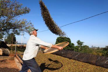 Café e soja garantem as maiores margens do ano para produtores paranaenses, aponta Deral