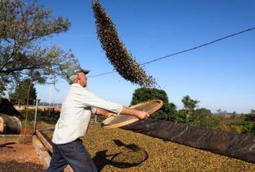 Café e soja garantem as maiores margens do ano para produtores paranaenses, aponta Deral