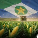 Produção de milho em Mato Grosso deve cair 8% na safra 2025/26, aponta Imea