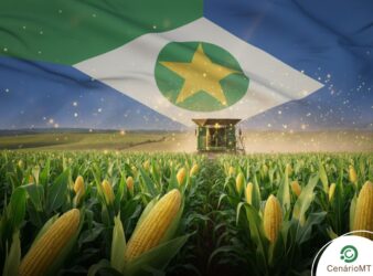 Milho em Mato Grosso