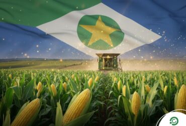 Milho em Mato Grosso