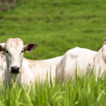 Cepea apresenta relatório inédito com Panorama Pecuário 2025/2026