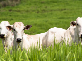 Cepea apresenta relatório inédito com Panorama Pecuário 2025/2026