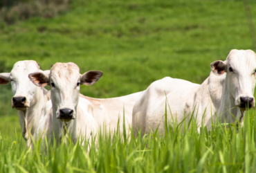 Cepea apresenta relatório inédito com Panorama Pecuário 2025/2026