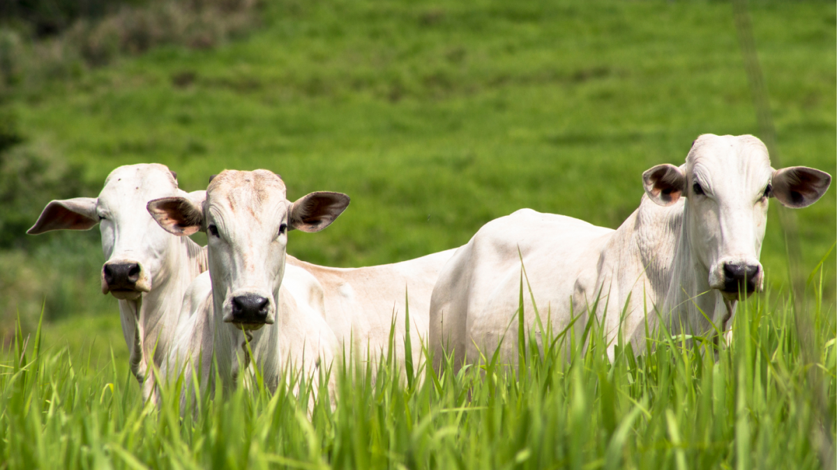 Cepea apresenta relatório inédito com Panorama Pecuário 2025/2026