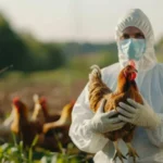 Cerco sanitário em Cuiabá: As medidas extremas para evitar que a gripe aviária atinja a economia de Mato Grosso