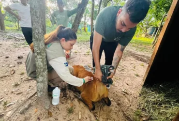 Sema realiza reabilitação de animais resgatados no Pantanal