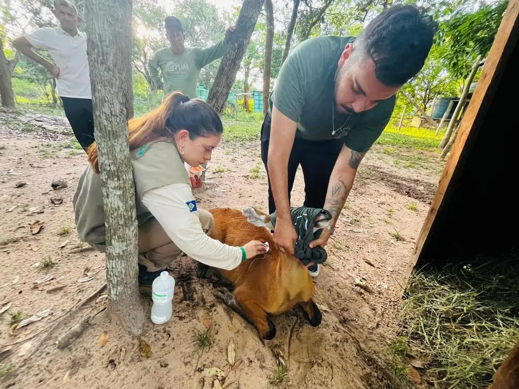 Sema realiza reabilitação de animais resgatados no Pantanal