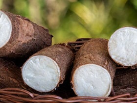 Chuvas limitam colheita, mas excesso de oferta pressiona preços da mandioca