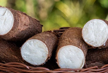 Chuvas limitam colheita, mas excesso de oferta pressiona preços da mandioca