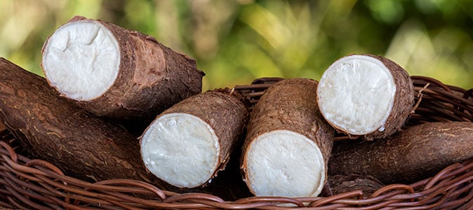 Chuvas limitam colheita, mas excesso de oferta pressiona preços da mandioca