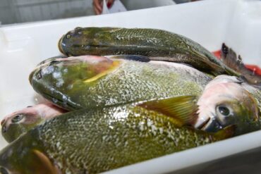 Classificação final das propostas de venda de arroz, suco de uva e pescados é divulgada