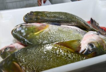 Classificação final das propostas de venda de arroz, suco de uva e pescados é divulgada