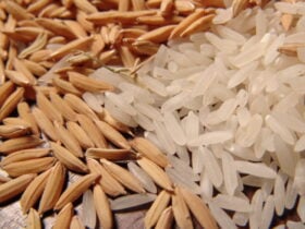 Com expectativa positiva para leilões, preços do arroz sobem