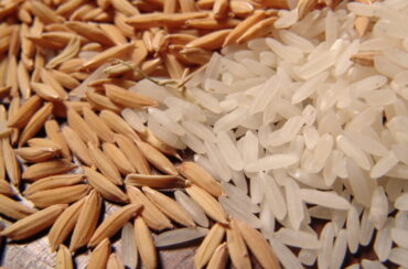 Com expectativa positiva para leilões, preços do arroz sobem