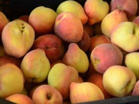 Conab anuncia R$ 4 milhões para compra de pêssego de produtores gaúchos