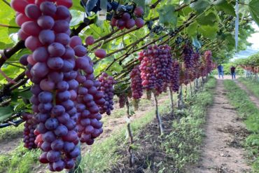 Conab aporta R$ 14,6 milhões no apoio à comercialização de uva e outros produtos