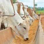 Confinamento de bovinos mantém viabilidade econômica no início de 2026, aponta Cepea
