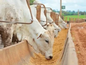 Confinamento de bovinos mantém viabilidade econômica no início de 2026, aponta Cepea