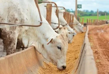 Confinamento de bovinos mantém viabilidade econômica no início de 2026, aponta Cepea