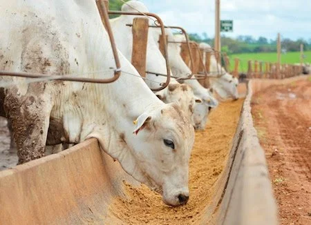 Confinamento de bovinos mantém viabilidade econômica no início de 2026, aponta Cepea