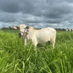 Consórcio de gramíneas com leguminosas em ILP eleva ganho de peso de bovinos e reduz emissões de metano