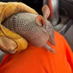 Resgate de tatu-bola em residência mobiliza Bombeiros