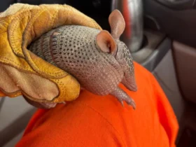 Resgate de tatu-bola em residência mobiliza Bombeiros