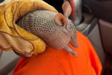 Resgate de tatu-bola em residência mobiliza Bombeiros